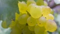 Close up grapevine in garden, selective focus with blur background