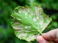 A close-up of a grapevine infected by downy mildew grapevine disease. A grape`s leaf with white downy fungal on the underside of Royalty Free Stock Photo