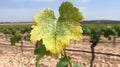 Vineyard Leaf with Chlorosis Disease Good Resolution Stock Photo Royalty Free Stock Photo