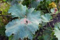 A close-up of a grapevine leaves with brown spots infected by grapevine fungal black rot disease, Phylloxera disease. The