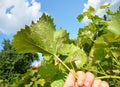 A close-up on a grapevine leaves infected with a powdery mildew, downy mildew, yellow spots which need treatment from fungal