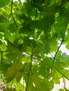 Close-up of grapevine leaves