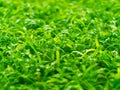 Close-up of grass on backyard after raining; selective focus Royalty Free Stock Photo