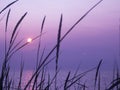 Close up of Grass at the Beach at a Lavendar Sunset Royalty Free Stock Photo