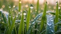 Water droplets, while the background is softly blurred, adding Royalty Free Stock Photo