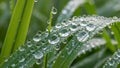 Droplets appear fresh, indicating early morning or a recent rain. The image Royalty Free Stock Photo