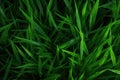 a close up of grass