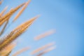 Close up grass flower on blue sky background Royalty Free Stock Photo