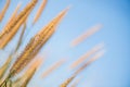 Close up grass flower on blue sky background Royalty Free Stock Photo