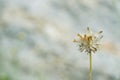 Close up grass flower