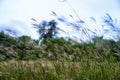 Close up grass flower on mountain in sunny day