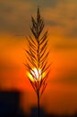 Close-up grass flower with sunset on the background. Close up silhouette tropical grass flower or setaceum pennisetum fountain gra Royalty Free Stock Photo