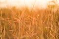 close up grass flower on sunset background Royalty Free Stock Photo