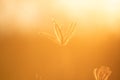 close up grass flower on sunset background Royalty Free Stock Photo