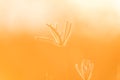 close up grass flower on sunset background Royalty Free Stock Photo