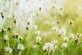 Close-up of the grass flower wilting with warm light in the morning