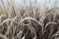 Close-up  grass flower in the wind and blue sky background Royalty Free Stock Photo