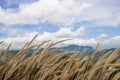 Close-up  grass flower in the wind and blue sky Royalty Free Stock Photo