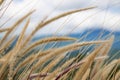 Close-up  grass flower in the wind and blue sky background Royalty Free Stock Photo