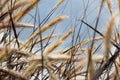 Close-up  grass flower in the wind and blue sky Royalty Free Stock Photo