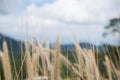 Close-up grass flower in the wind and blue sky Royalty Free Stock Photo