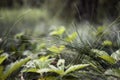 Close up of grass on the forest floor. Royalty Free Stock Photo