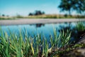 close-up of grass growing on field against sky Royalty Free Stock Photo