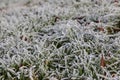 Close-up of grass with hoar frost and icy crystals Royalty Free Stock Photo