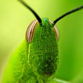 Close up grass hopper Royalty Free Stock Photo