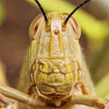 Close up grass hopper Royalty Free Stock Photo