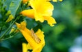 Close up grass hopper on yellow flower Royalty Free Stock Photo