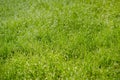 Close up of grass with many dew drops in morning Royalty Free Stock Photo