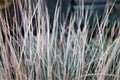 close up of grass