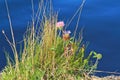 Close up of grass next by the river Royalty Free Stock Photo