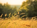 Grass in an open field touched by the warm summer light