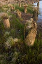 Close up of grass and pilings.