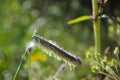 Close up of the Grass seed of Bouteloua hirsuta Hairy Grama Royalty Free Stock Photo