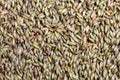 Close up of grass seed. Purple guinea grass seed