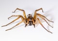 Close-up of a grass spider (Agelenopsis) isolated on a white background