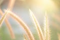 Close up grass during sunset in summer time Royalty Free Stock Photo