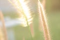 Close up grass during sunset in summer time Royalty Free Stock Photo