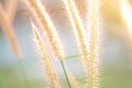 Close up grass during sunset in summer time Royalty Free Stock Photo