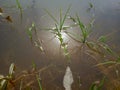 Close up of grass in water against the the reflection of sun.The natural background is a blue lake with pieces of un-melted ice. Royalty Free Stock Photo