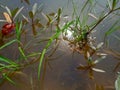 Close up of grass in water against the the reflection of sun.The natural background is a blue lake with pieces of un-melted ice. Royalty Free Stock Photo