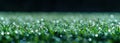 A close up of grass with water droplets Royalty Free Stock Photo