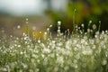 Close up of grass with water droplets glistening on the surface