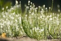 Close up of grass with water droplets glistening on the surface