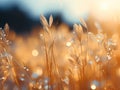 A Close Up Of Grass With Water Droplets Royalty Free Stock Photo