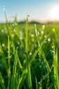 Close Up of Grass With Water Droplets Royalty Free Stock Photo