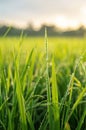 Close Up of Grass With Water Droplets Royalty Free Stock Photo